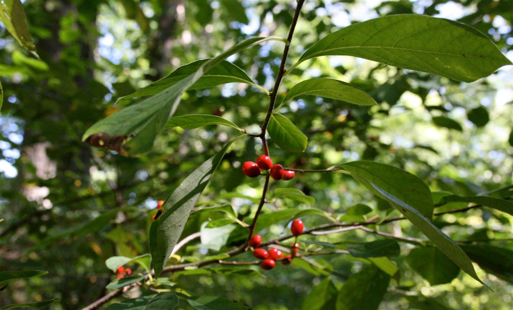 spicebush3